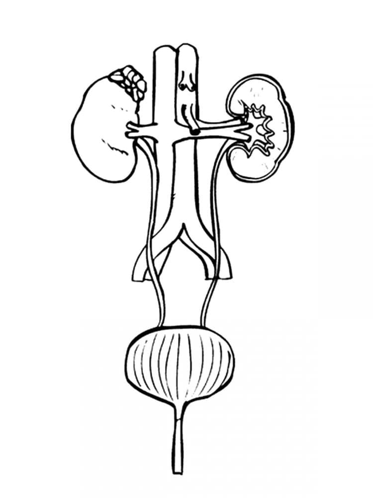 Urethra Anatomy coloring page