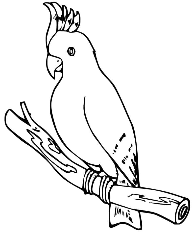 A Cockatoo