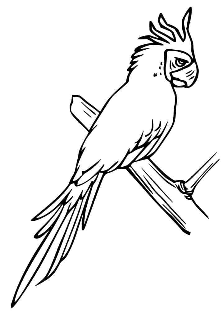 Drawing of Cockatoo coloring page