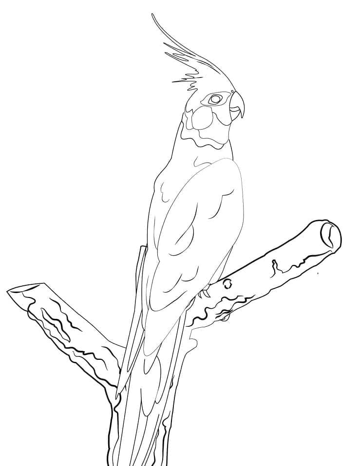 Free Drawing of Cockatoo