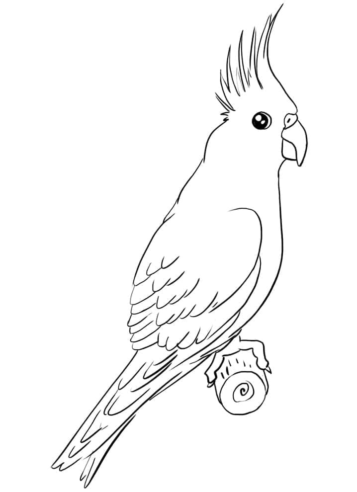 Pretty Cockatoo