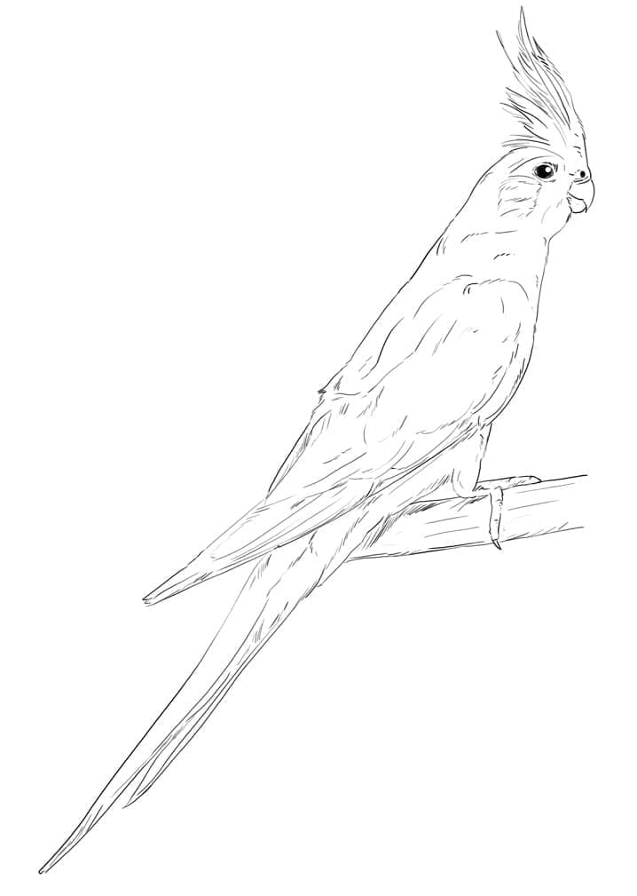 Realistic Cockatoo coloring page