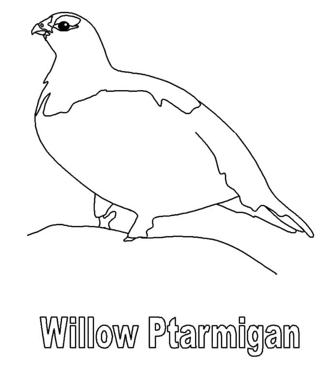 Alaska Bird coloring page