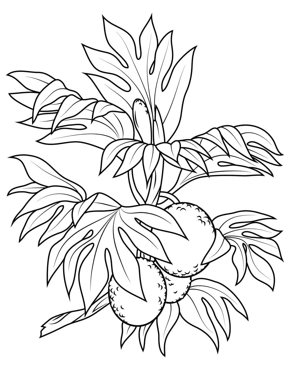 Breadfruit in the Tree coloring page