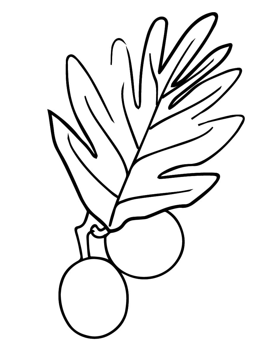 Breadfruit Printable coloring page