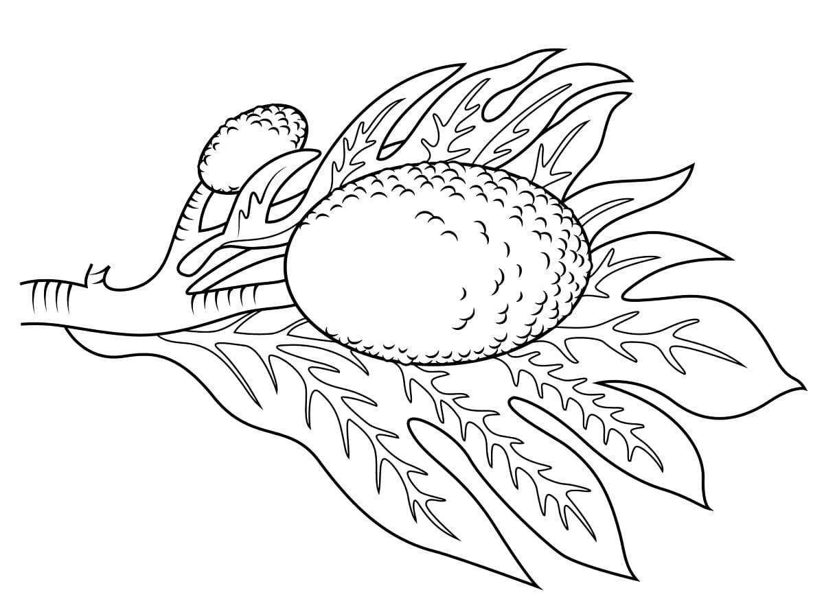 Free Breadfruit coloring page