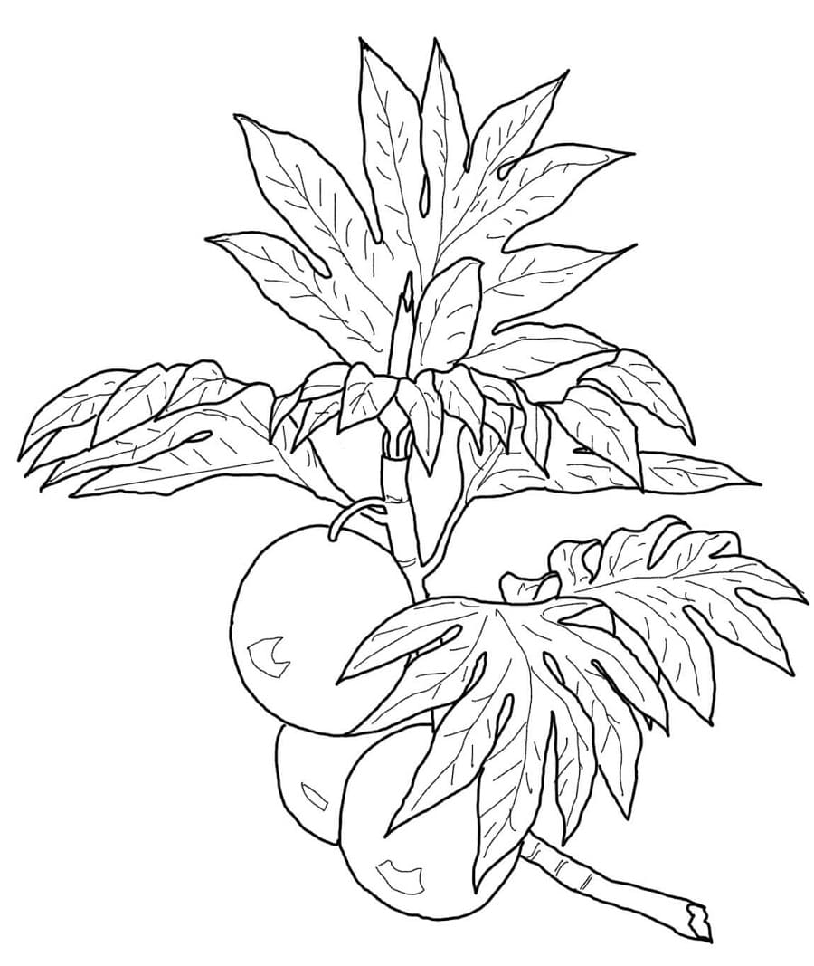 Free Drawing of Breadfruit