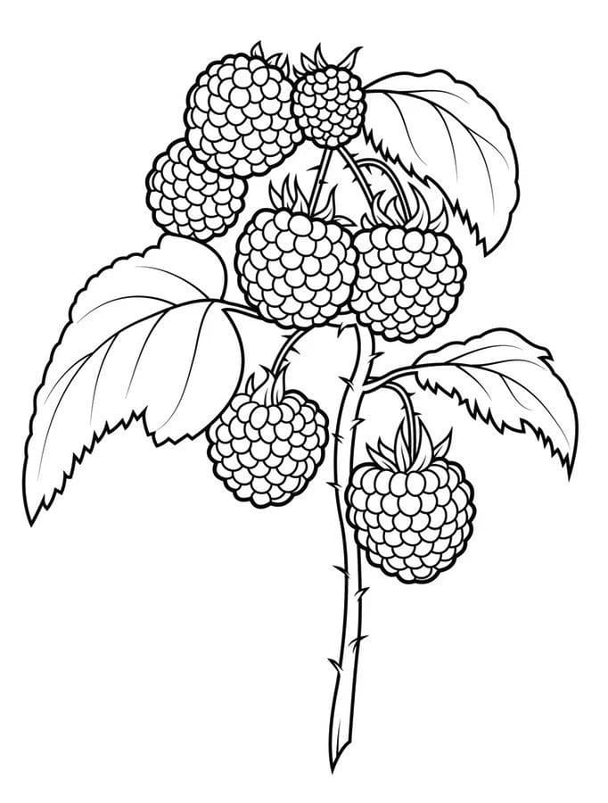 A Blackberry Branch