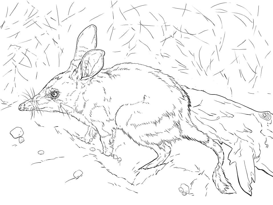 A Realistic Bilby coloring page