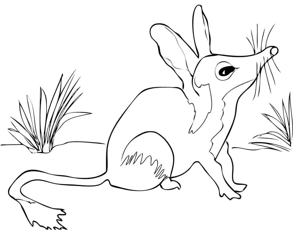 Australia Bilby coloring page