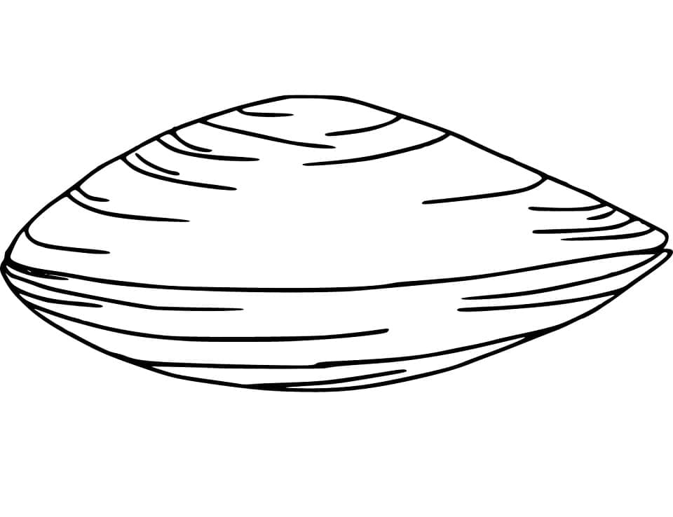 Basic Clam