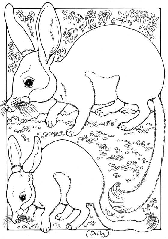 Bilby coloring pages