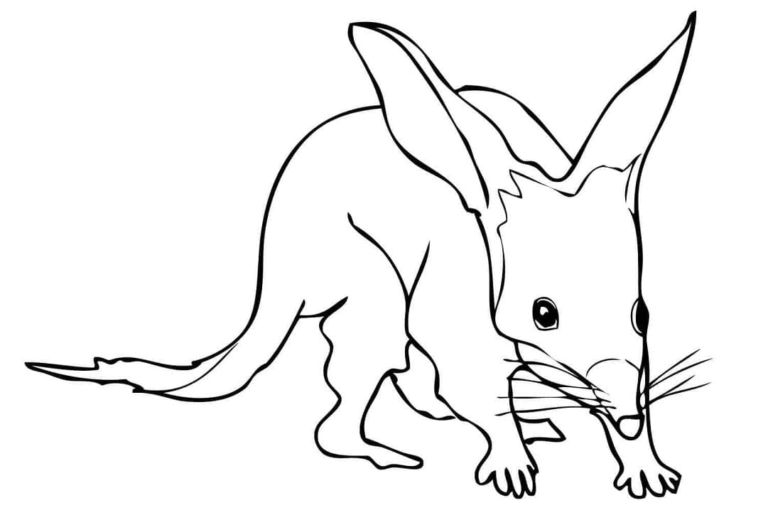 Bilby Image