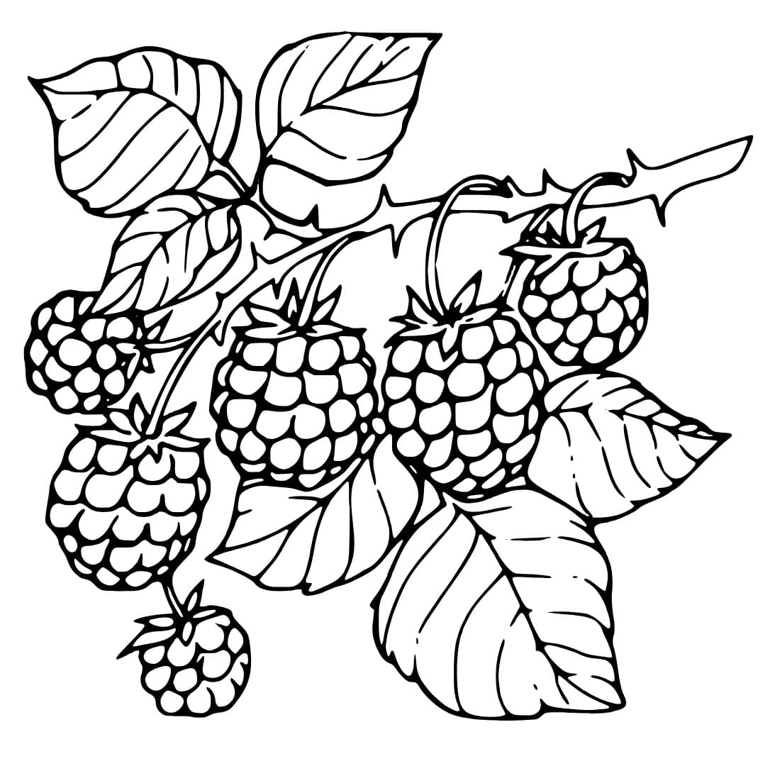 Blackberries and Leaves coloring page