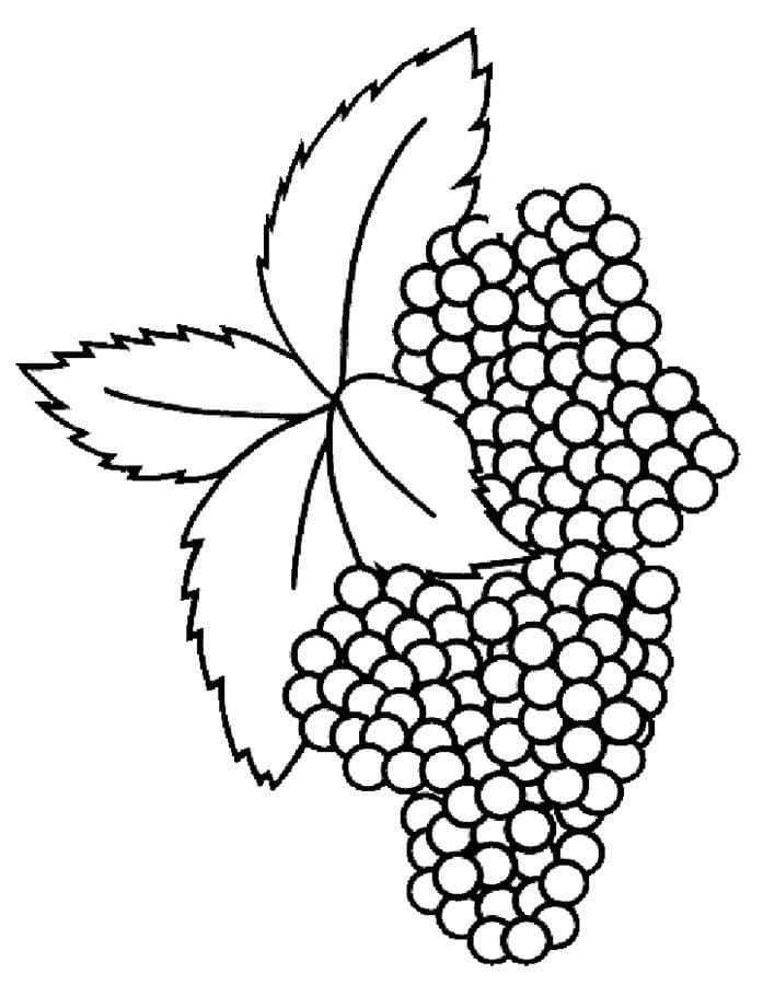 Blackberries coloring page