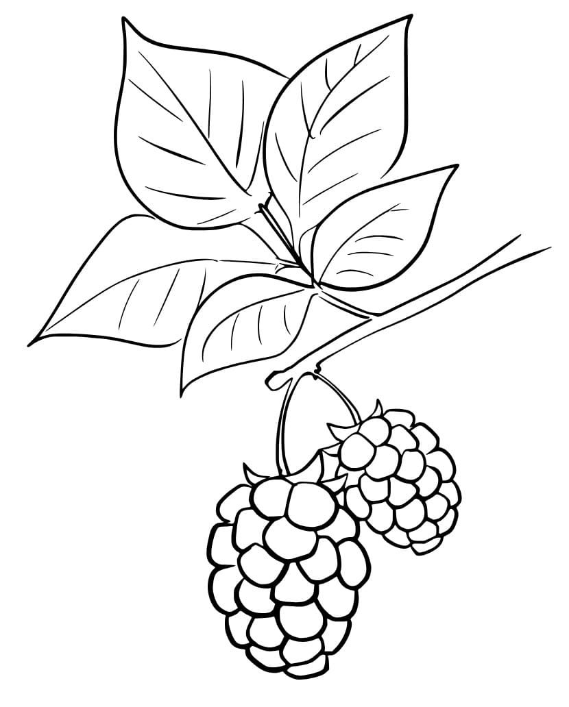 Blackberries Free