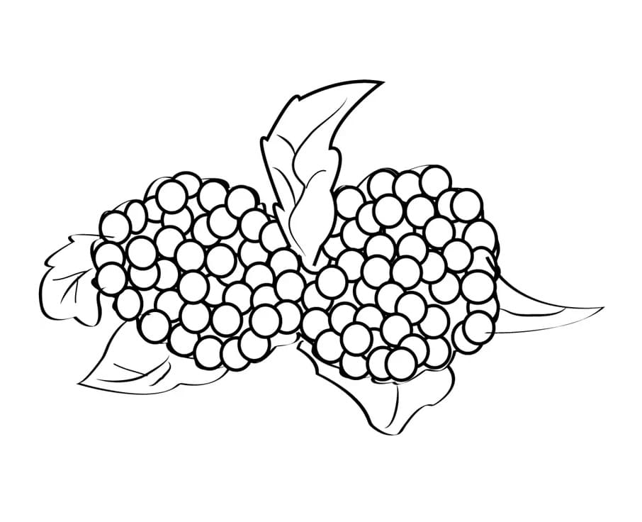 Blackberries Free Printable coloring page