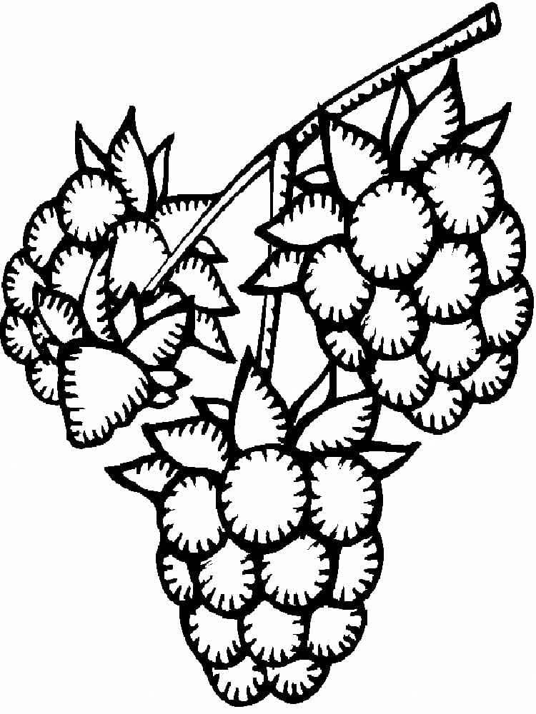 Blackberries Image coloring page