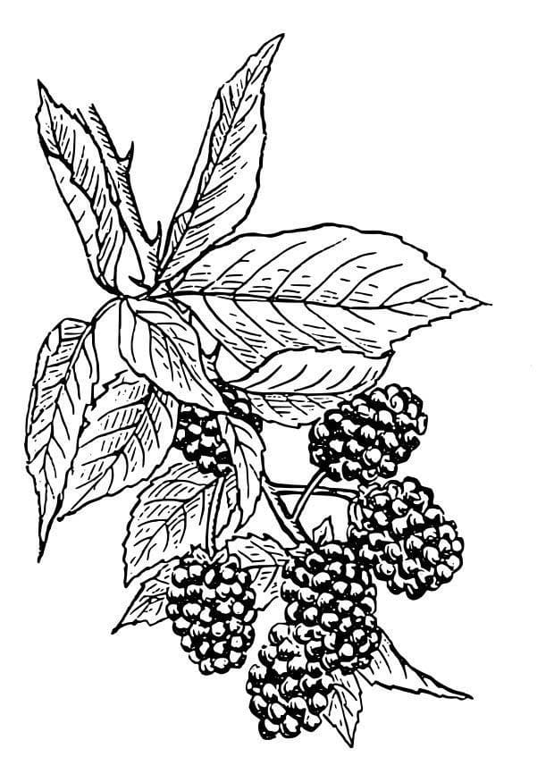 Blackberries on a Branch