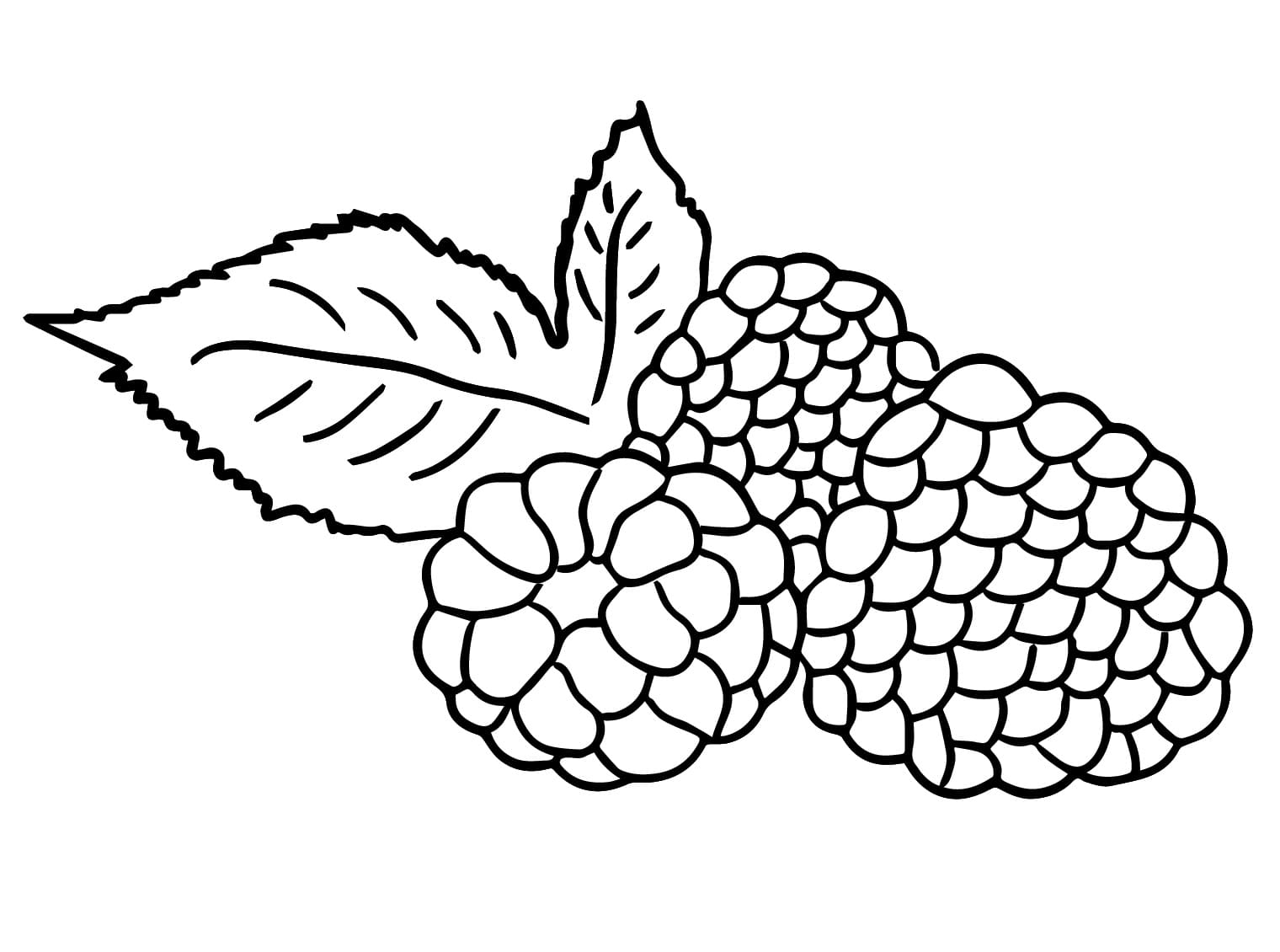 Blackberries Printable coloring page