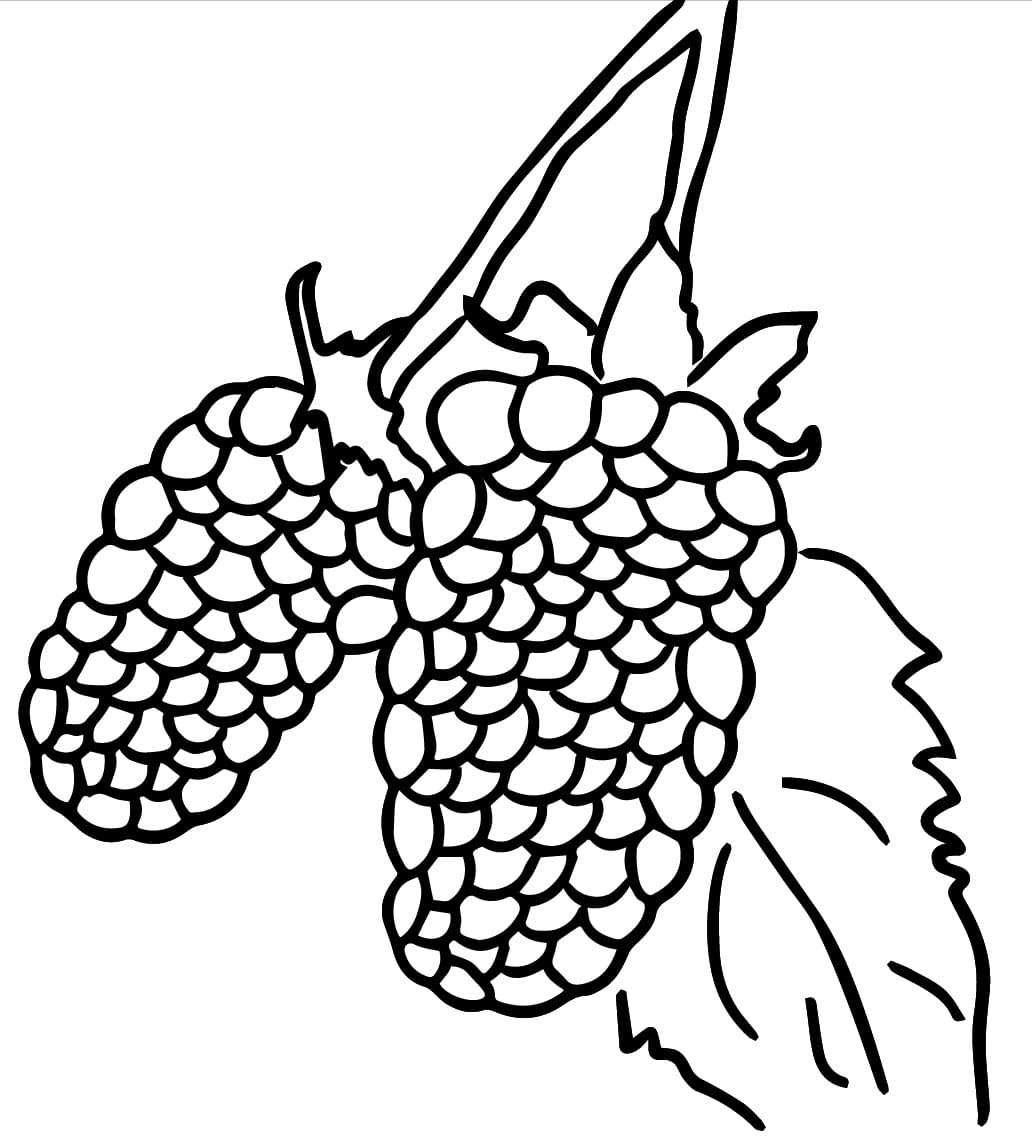 Blackberries to Print coloring page