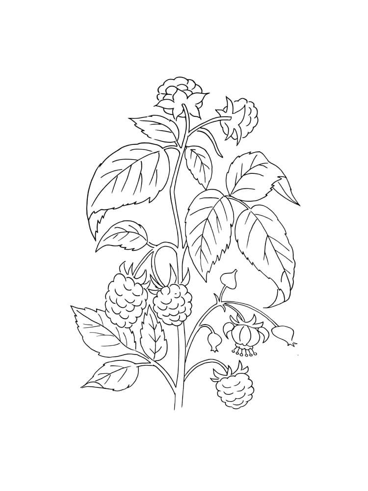 Blackberry Bush coloring page