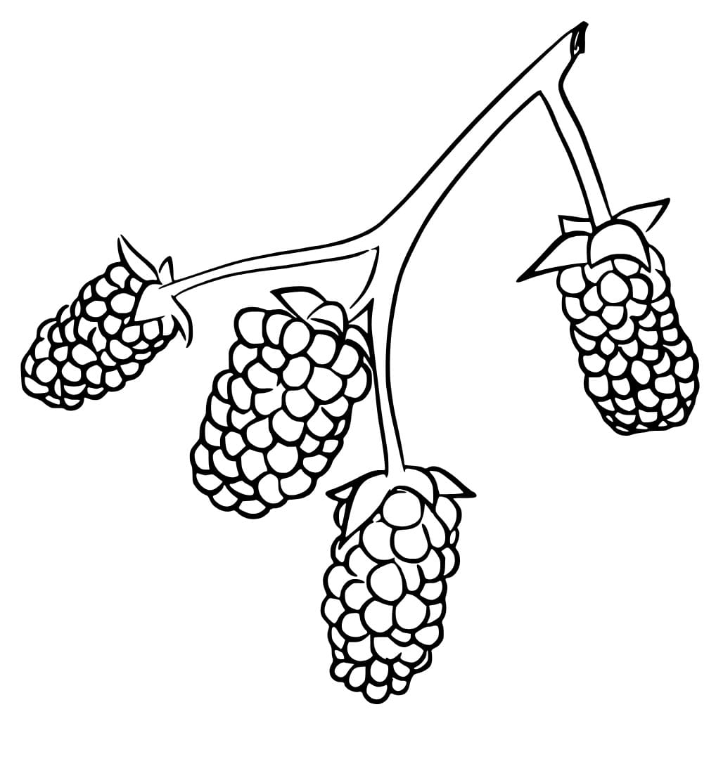 Bunch of Blackberries coloring page