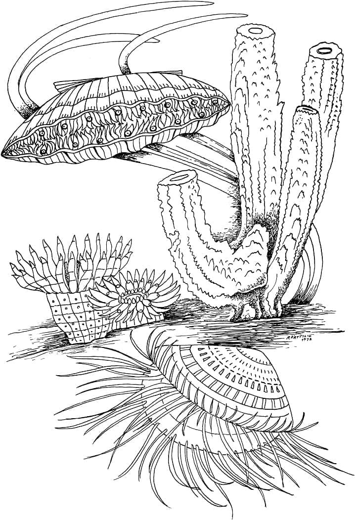 Clam Shell coloring page