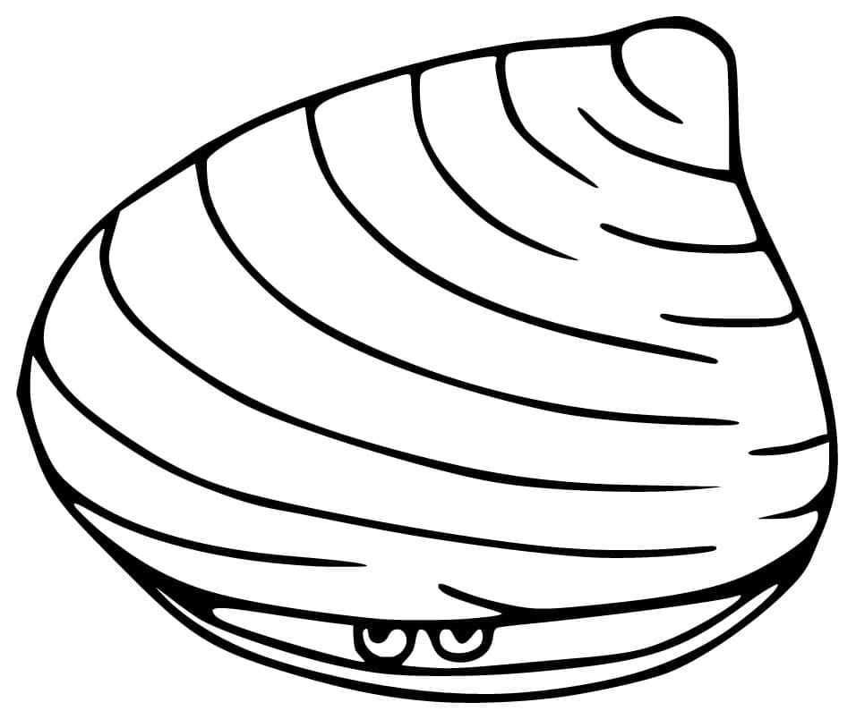 Clam with Eyes