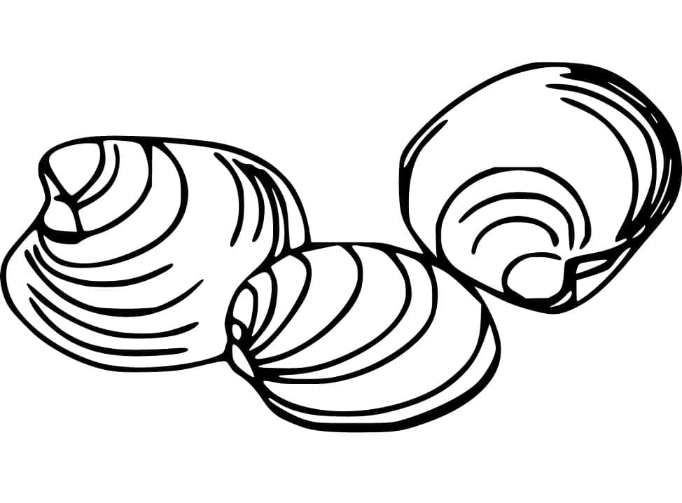 Clams coloring page