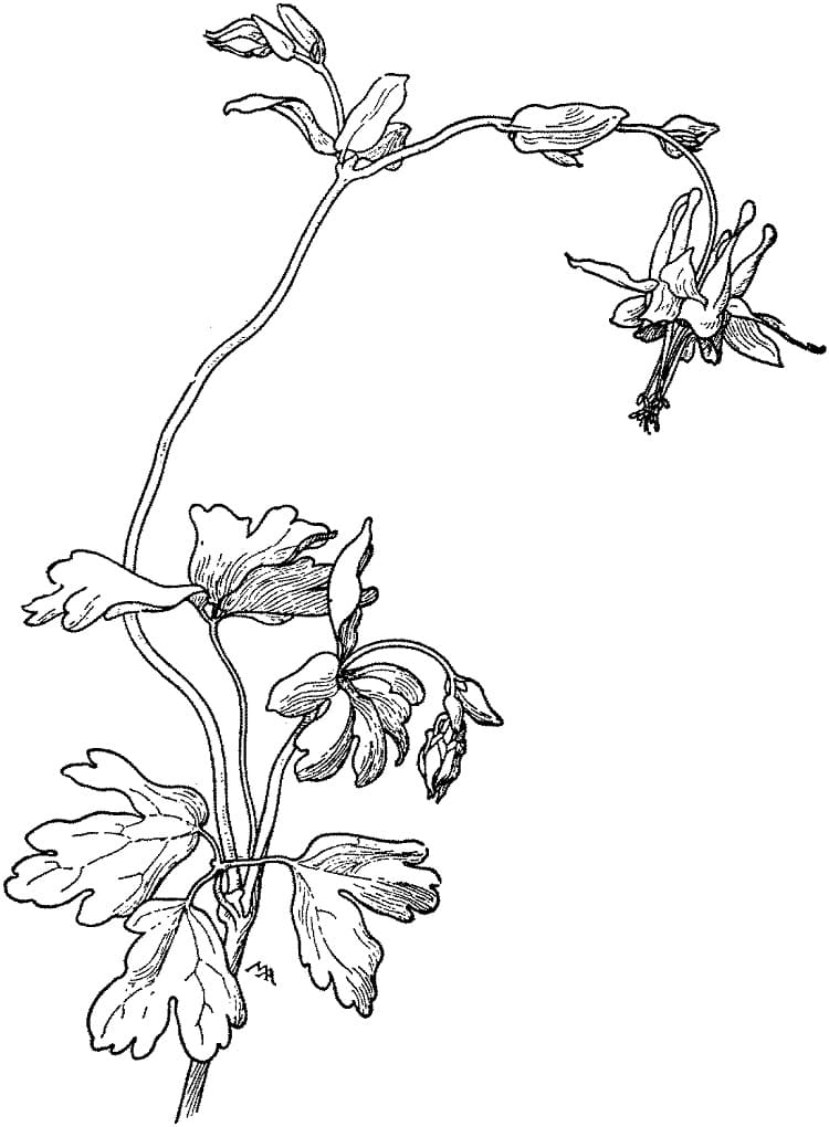 Columbine Flower