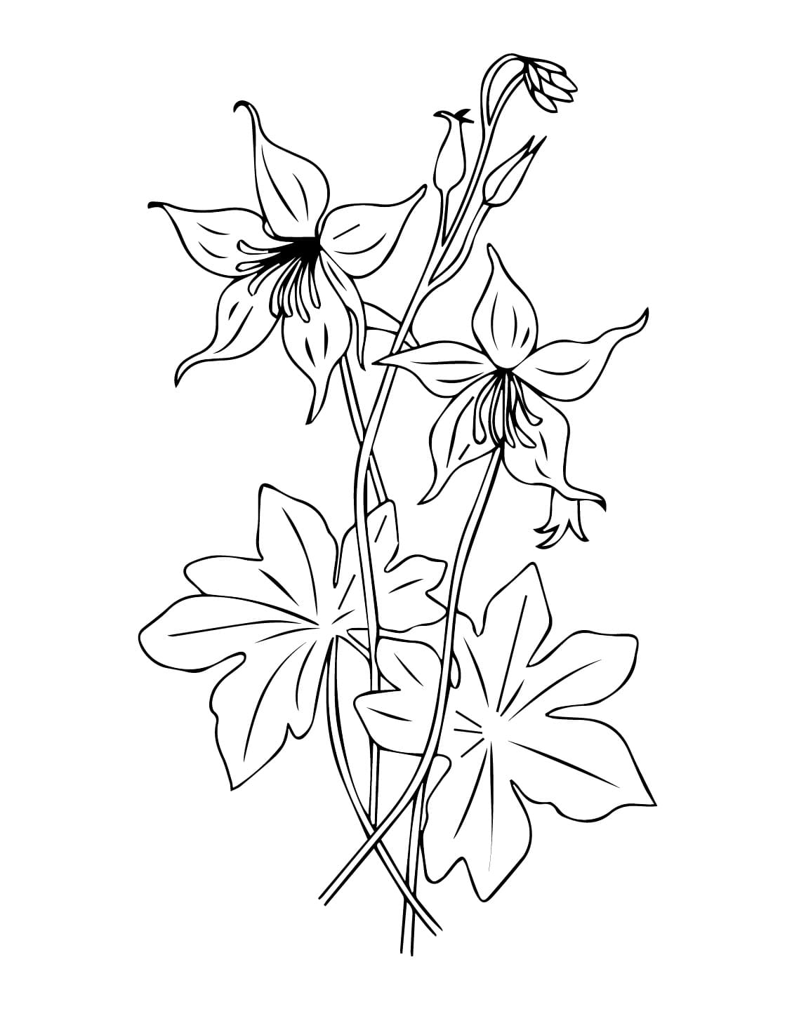 Columbine Free coloring page