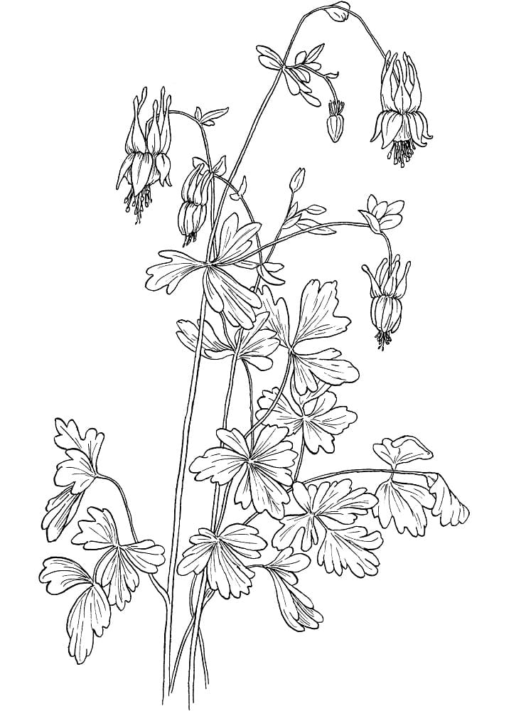 Columbine Image coloring page