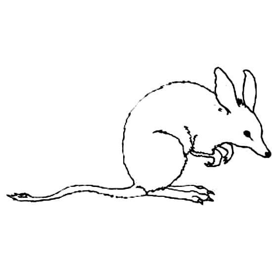 Drawing of Bilby coloring page