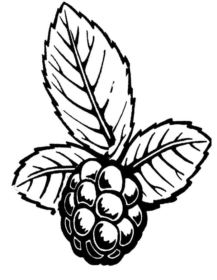 Drawing of Blackberry coloring page