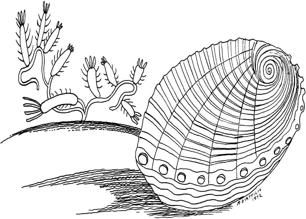 Drawing of Clam