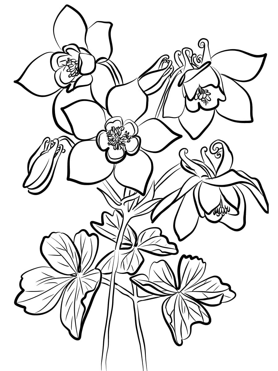 Drawing of Columbine coloring page