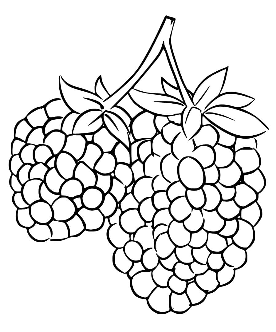 Easy Blackberries coloring page