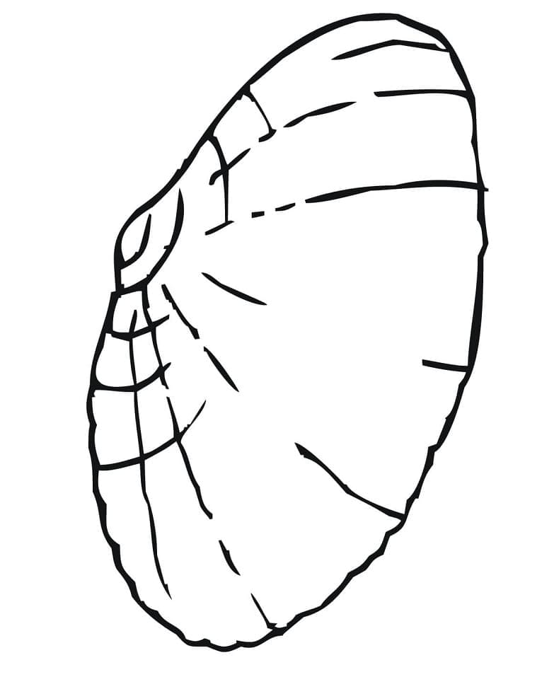 Easy Clam coloring page