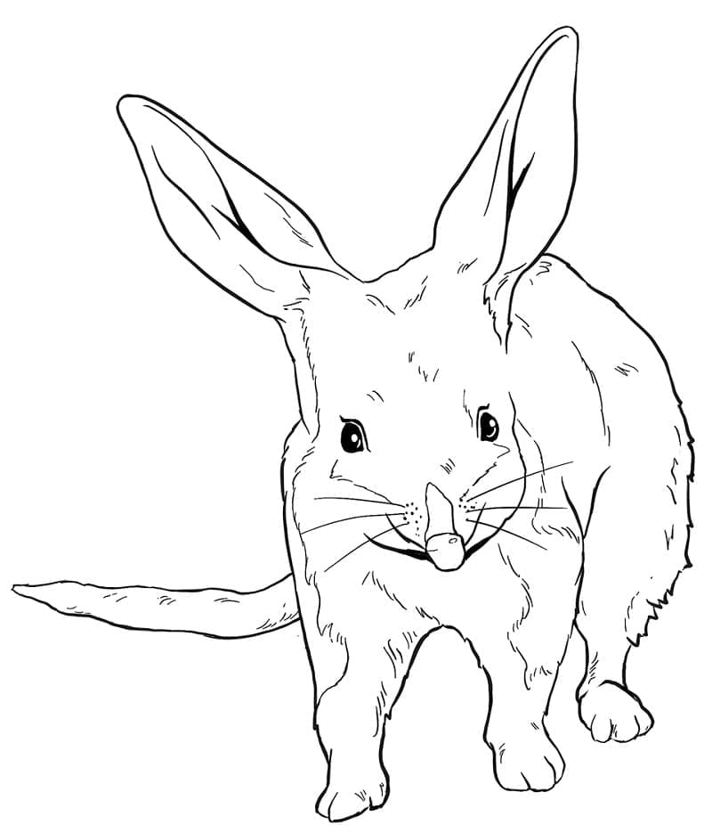 Free Bilby coloring page