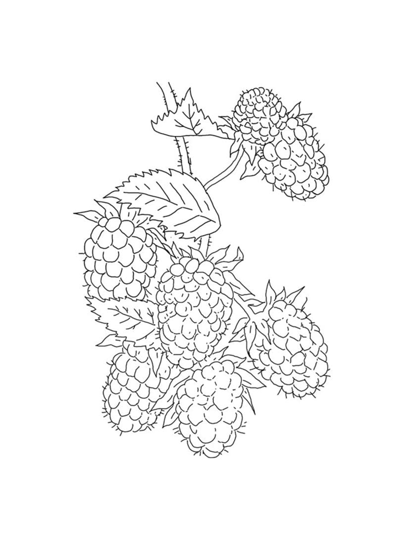 Free Blackberries coloring page