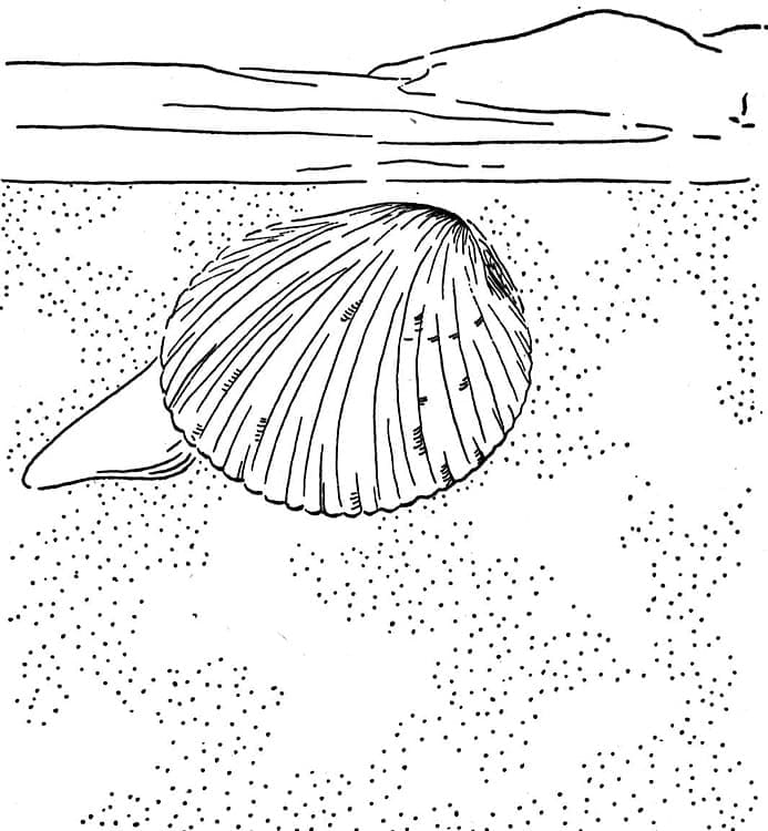 Free Clam coloring page