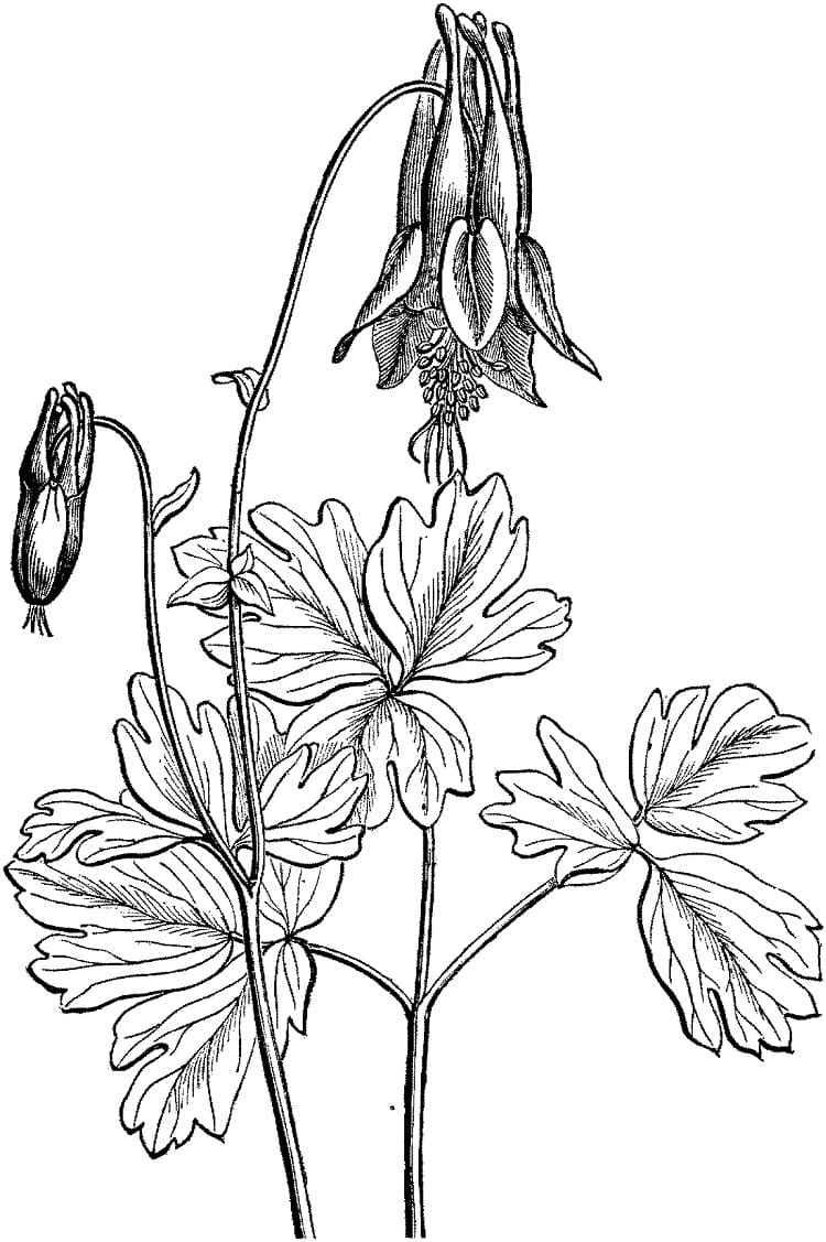 Free Columbine coloring page