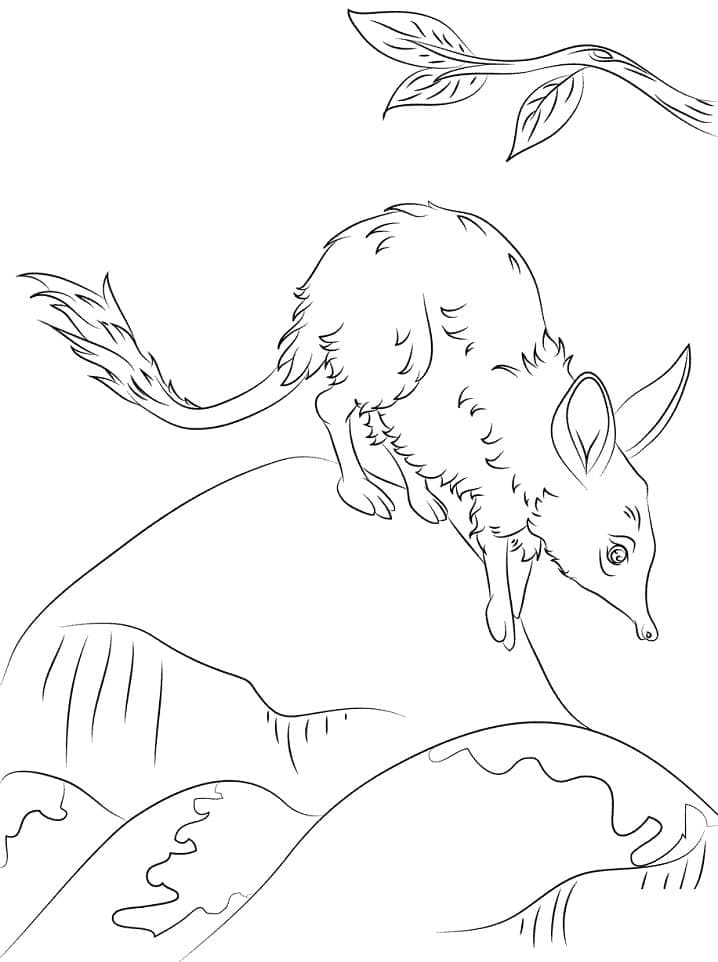 Free Drawing of Bilby coloring page