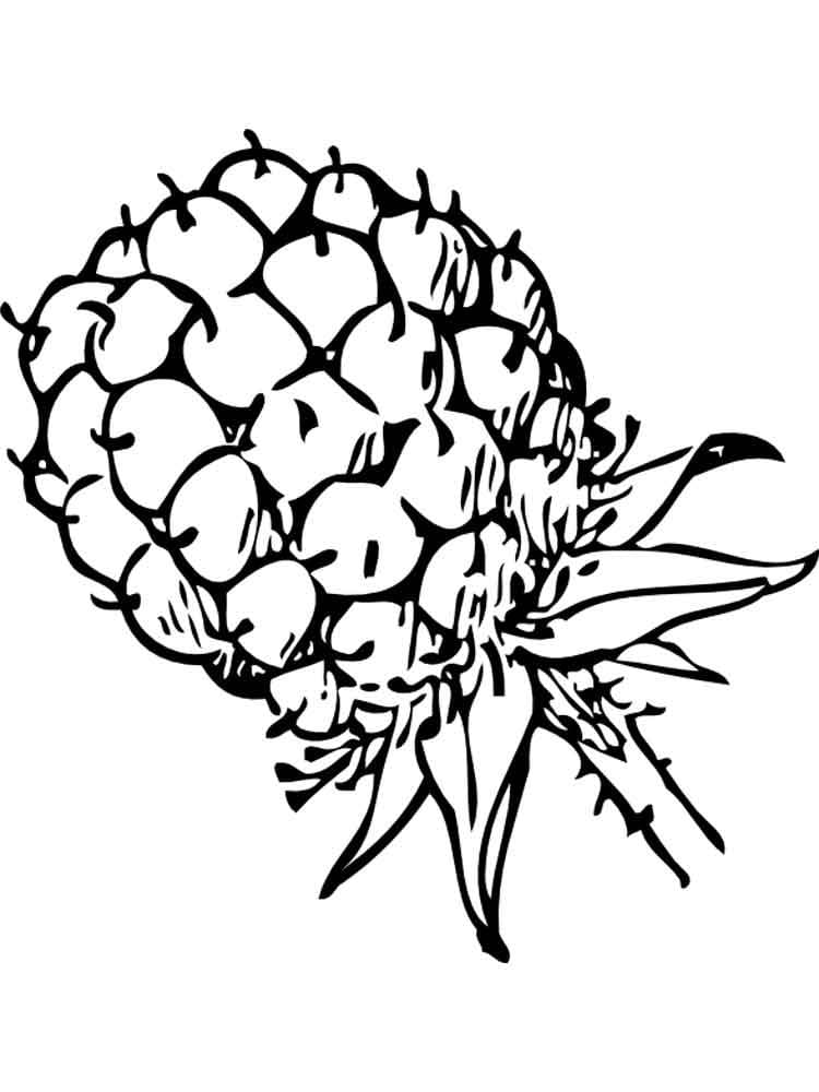 Free Drawing of Blackberry coloring page