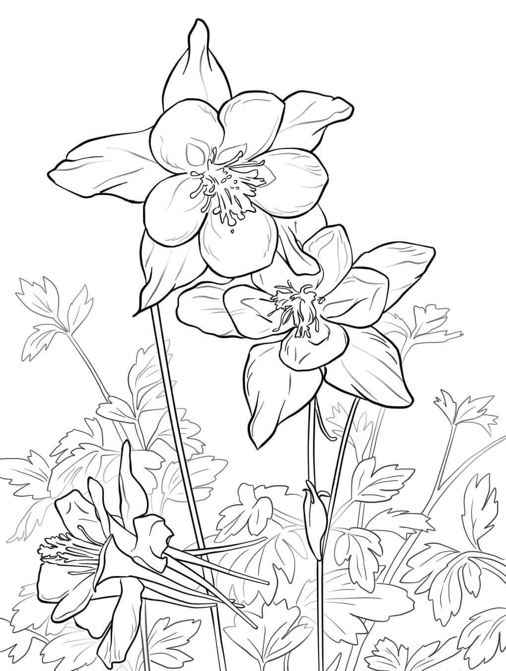 Free Drawing of Columbine coloring page