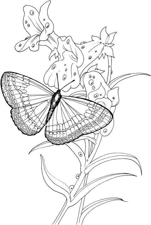 Free Drawing of Flower and Butterfly