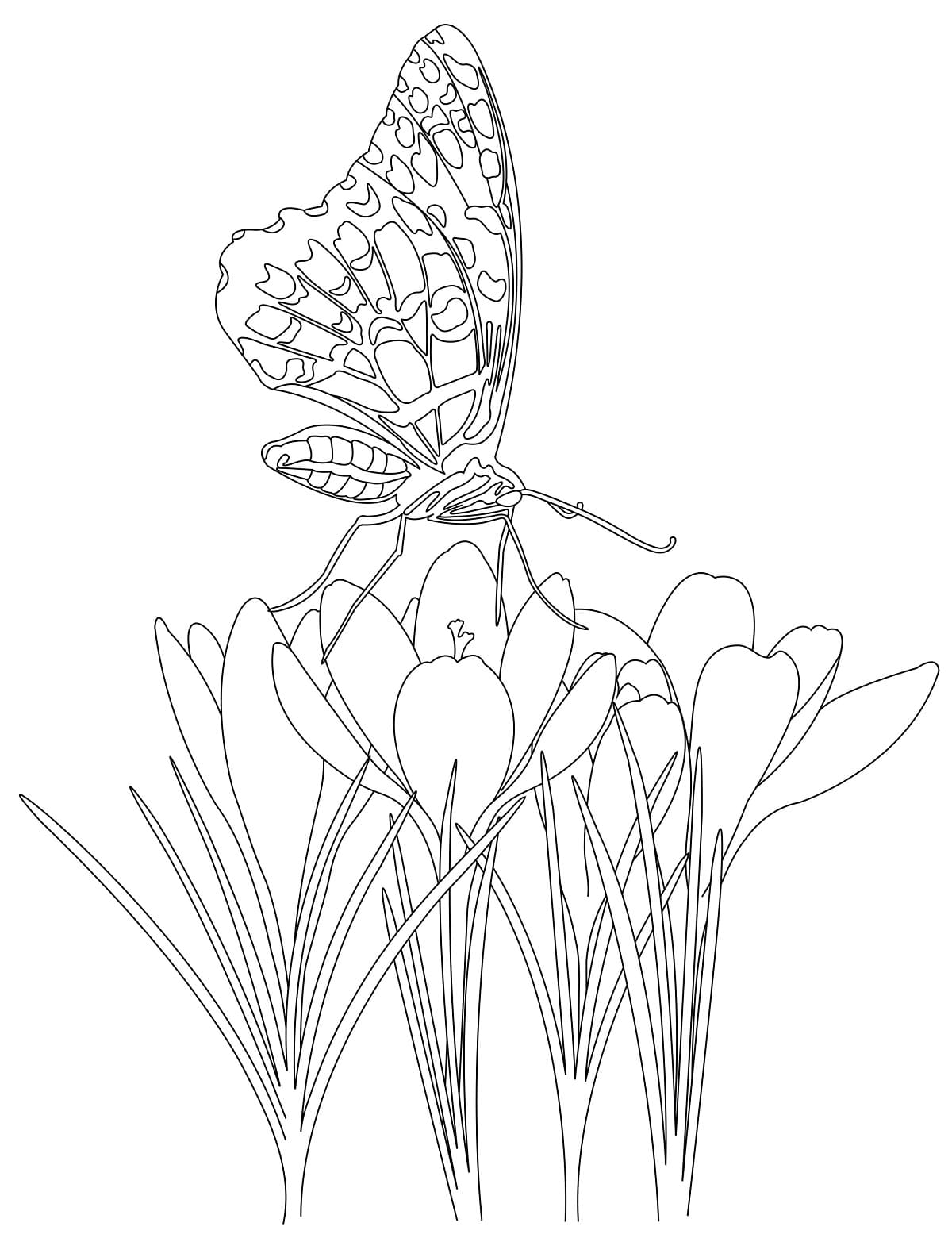 Free Flowers and Butterfly coloring page