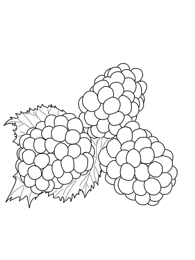 Free Printable Blackberries