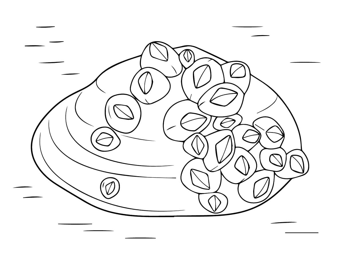 Free Printable Clam